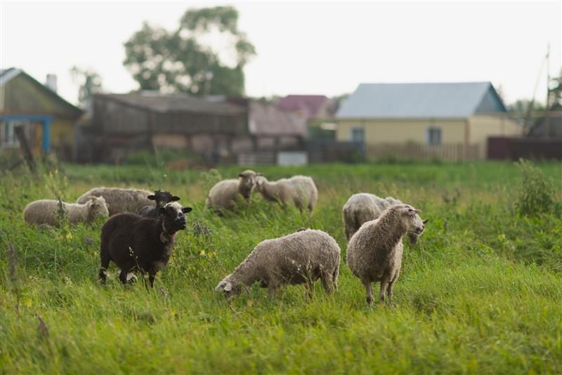 10 tierische Redensarten