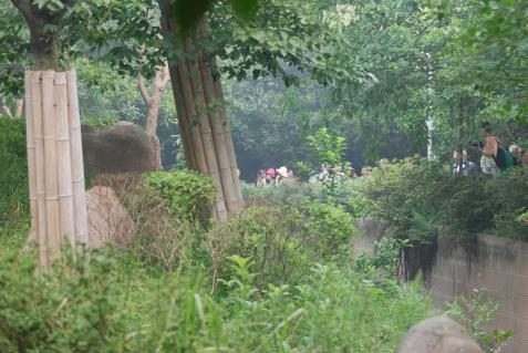 Pandababys in Chengdu