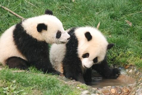 Pandababys in Chengdu