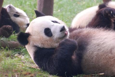 Pandababys in Chengdu