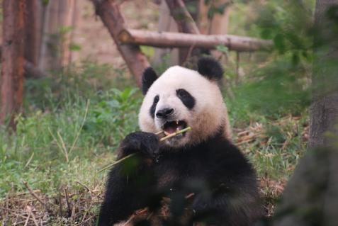 Panda in Chengdu