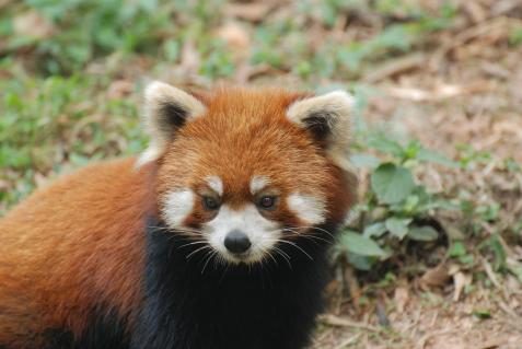 Kleine Pandas in Chengdu