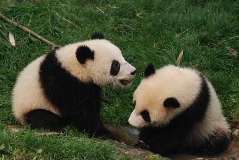 Pandababys in Chengdu
