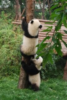 Pandababys in Chengdu