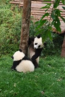 Pandababys in Chengdu