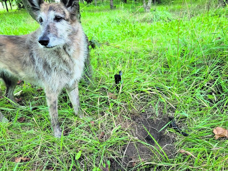 Mit dem Trüffelhund im Thurgau