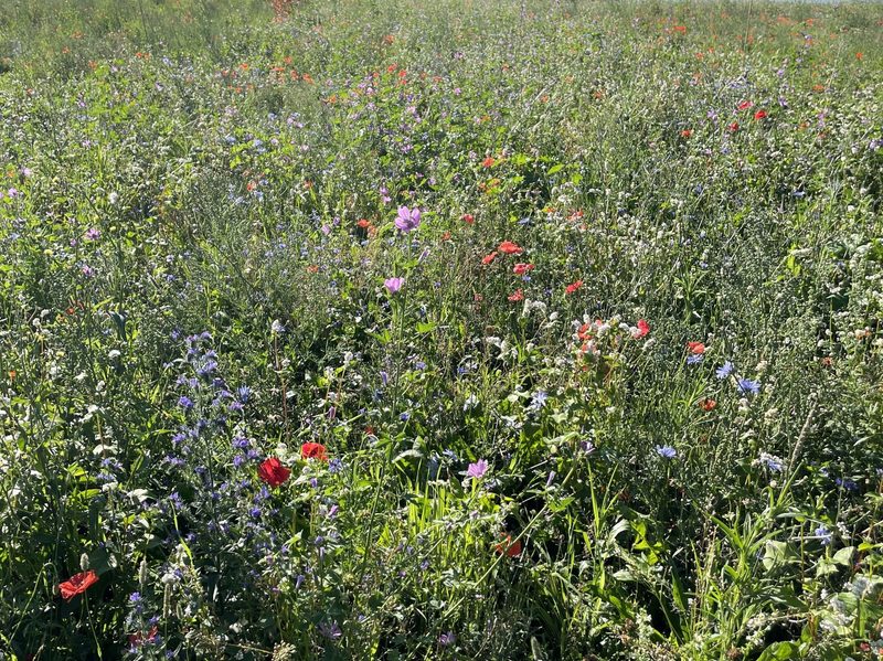 Vuebelle: Biodiverser Zwillingsplatz