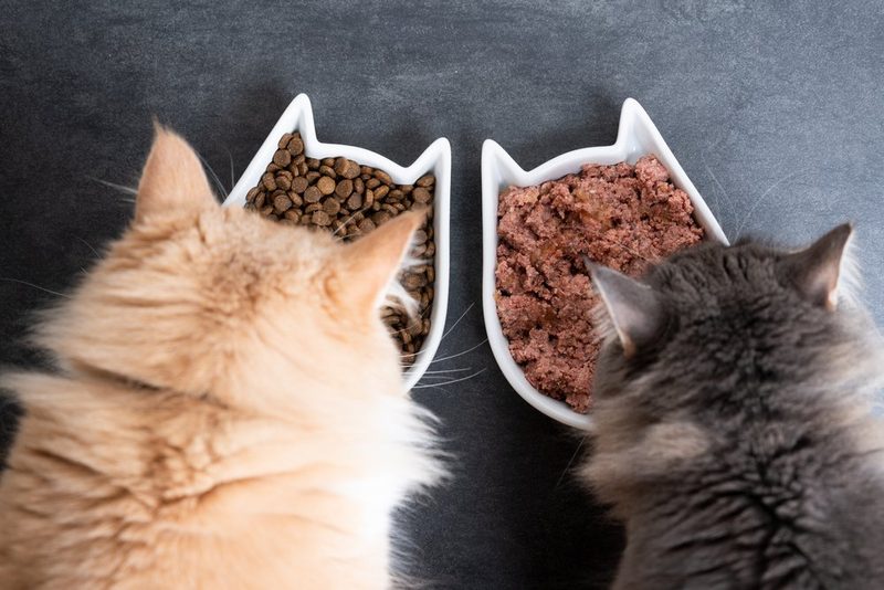 Wieviel Futter braucht meine Katze?