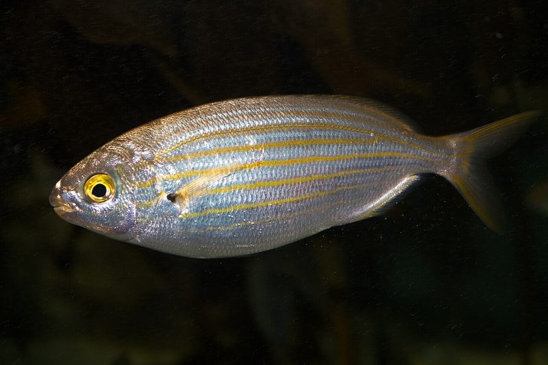 Goldstrieme: Der Fisch, der Halluzinationen auslösen kann