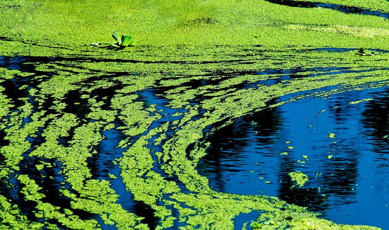 Blaualgen blühen auch im kalten Wasser