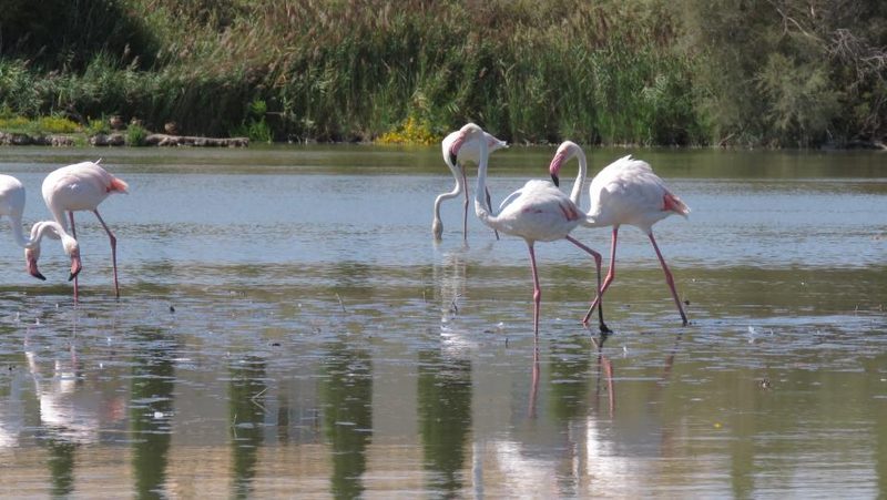 Flamingos in der Camargue
