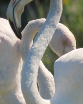 Flamingos in der Camargue