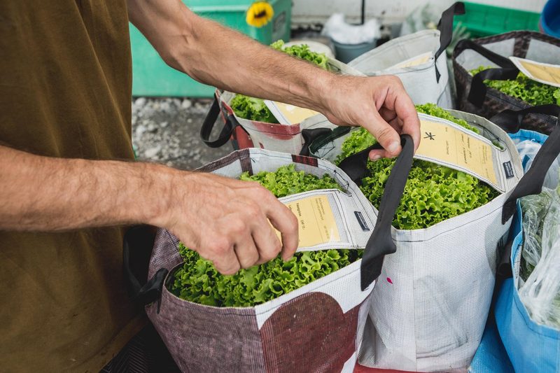 Weg zurück ins Berufsleben: Arbeitssuchende beim Urban Farming auf der Weberwiese