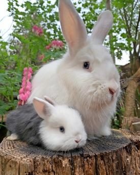 Fuchs-Weiss-Blauauge-Zibbe mit Baby