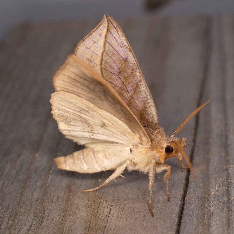Die Vampirmotte: Blutsaugender Schmetterling