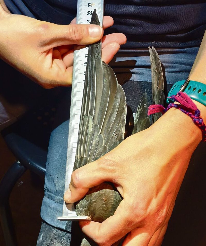 Masoero mehr über das Wachstum der Vögel.