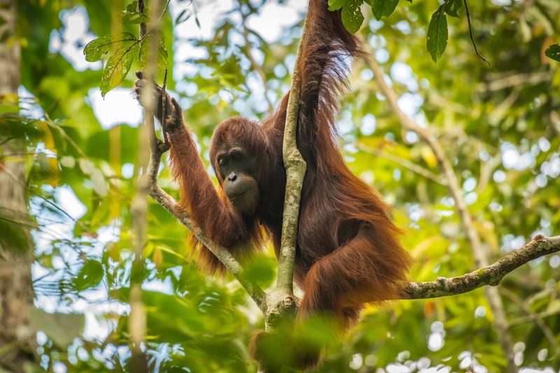 Das Überleben der Orang-Utans
