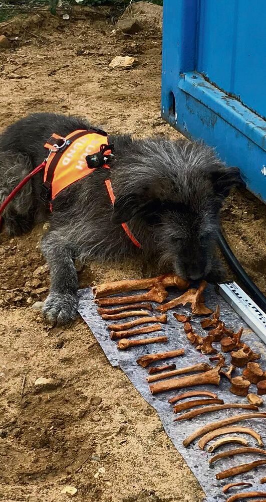 Wer mit seinem Hund nach menschlichen Knochen suchen will, muss sichviel Wissen über deren Verwesung und den Fluss der Geruchspartikel aneignen.