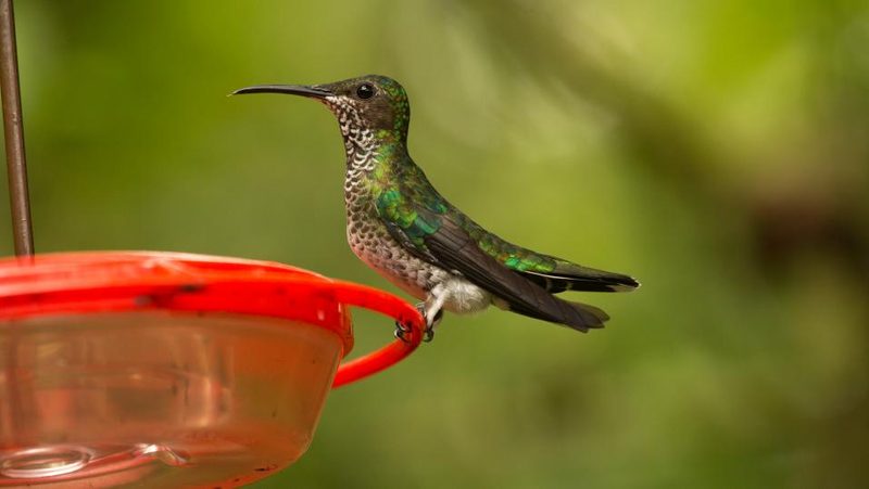 Weissnackenkolibri-Weibchen an Futterstelle