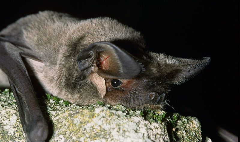 Mexikanische Bulldoggfledermaus