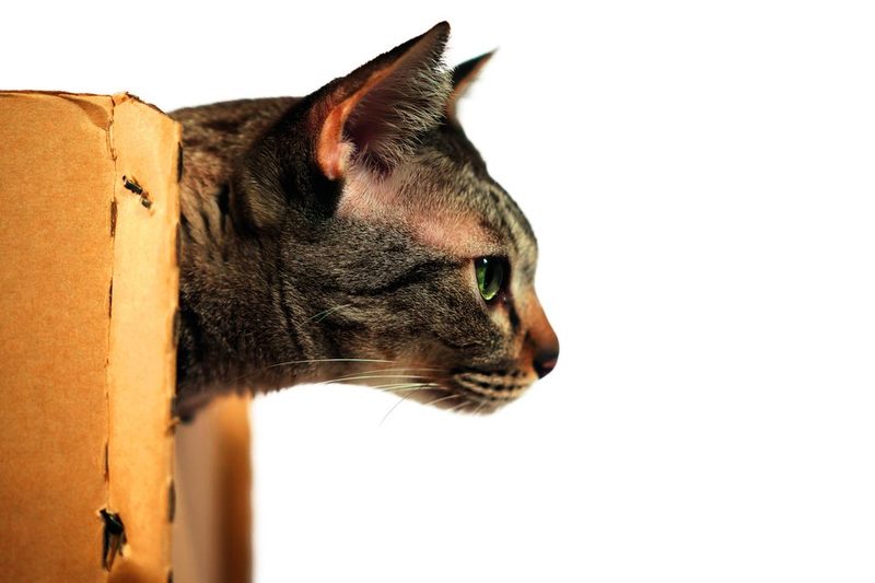 Kartons sind bekanntermassen Katzenmagnete.