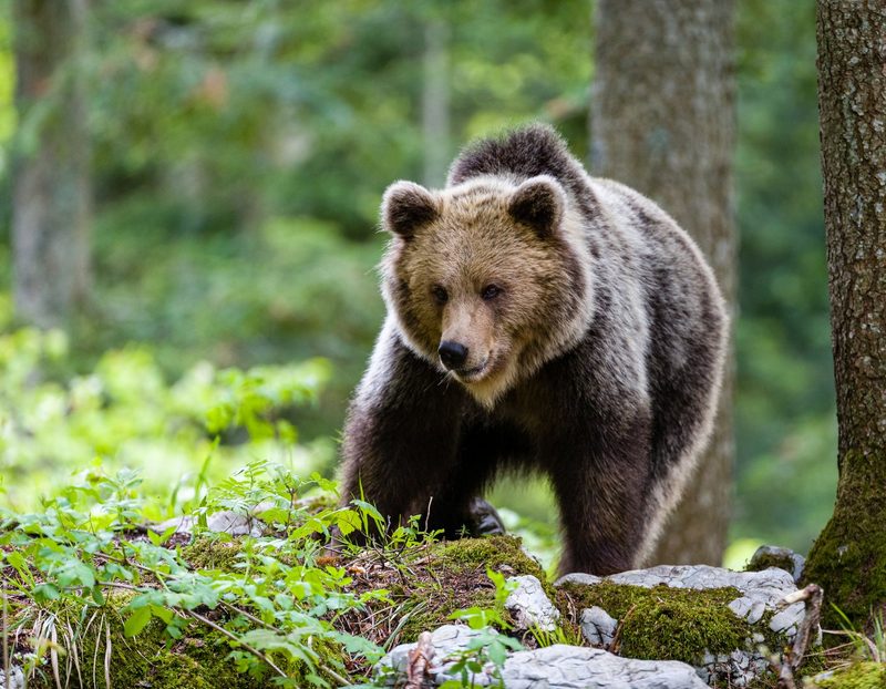 Tiere in der Mythologie: Was Eule, Fuchs & Co. symbolisieren