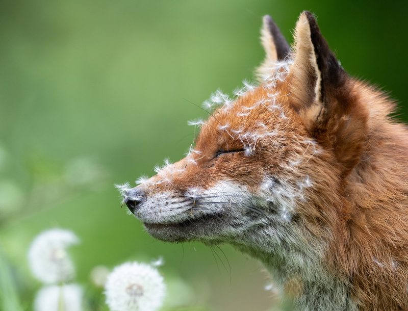 Tiere in der Mythologie: Was Eule, Fuchs & Co. symbolisieren