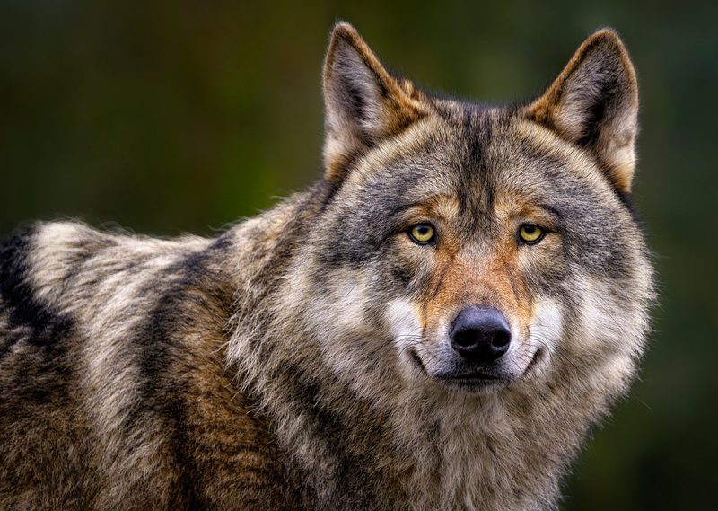Tiere in der Mythologie: Was Eule, Fuchs & Co. symbolisieren
