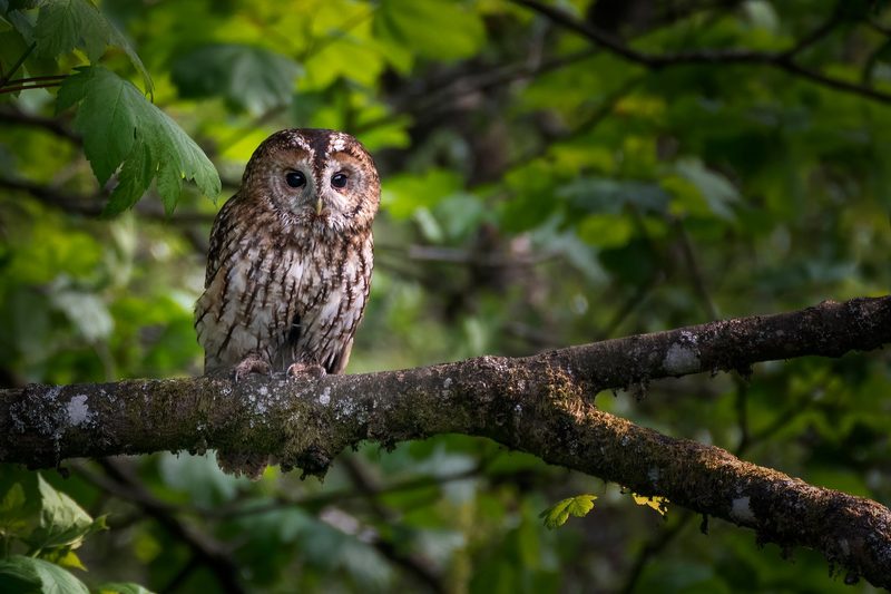Tiere in der Mythologie: Was Eule, Fuchs & Co. symbolisieren