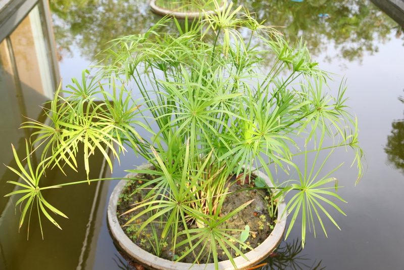 Papyrus und Zypergras