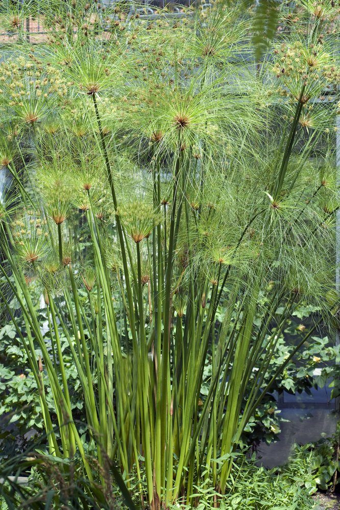 Papyrus und Zypergras