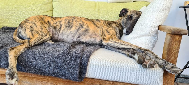 Das grosse Leiden der Galgo-Jagdhunde in Spanien