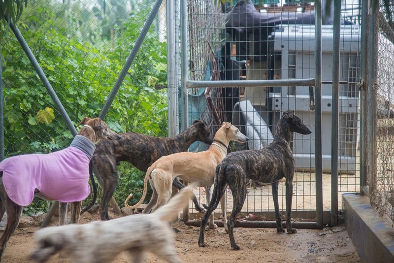 Das grosse Leiden der Galgo-Jagdhunde in Spanien