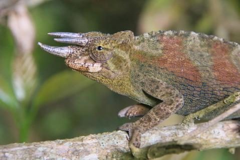 18-dreihornchamaeleon.jpg