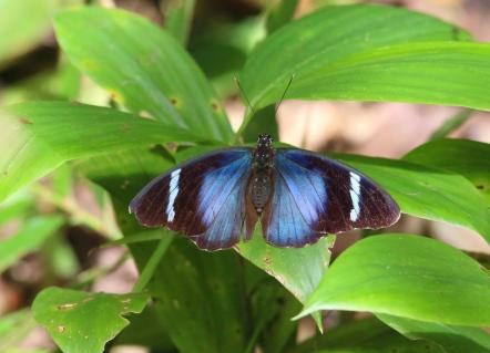 12-schmetterling.jpg