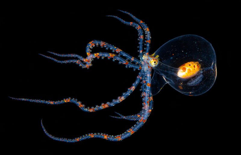 Oktopusse und Tintenfische: Die unglaublichen Fähigkeiten der cleveren Meeresbewohner