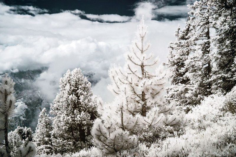 Keine Winterlandschaft: Die Tannen am Niederhorn wirken auf der Infrarotaufnahme wie eingeschneit.