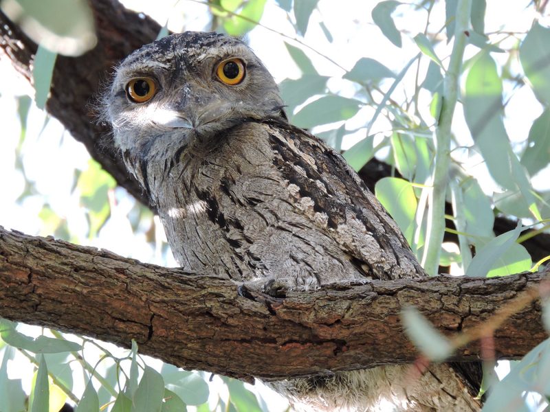 Der Eulenschwalm: Vogel mit Froschmaul