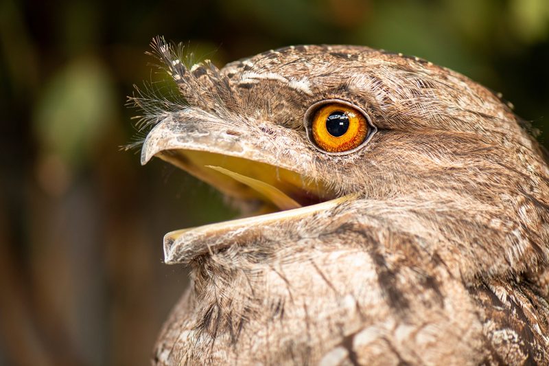 Der Eulenschwalm: Vogel mit Froschmaul
