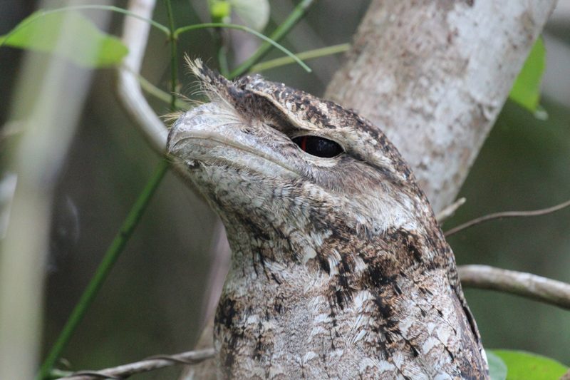 Der Eulenschwalm: Vogel mit Froschmaul