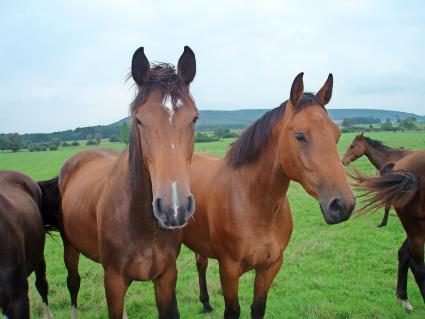 Französisches Reitpferd Pferderassen Schweiz