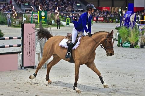 Schweizer Warmblut