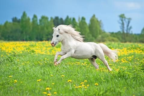 Shetlandpony Pferderassen Schweiz