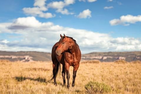 American Quarterhorse Pferderassen Schweiz