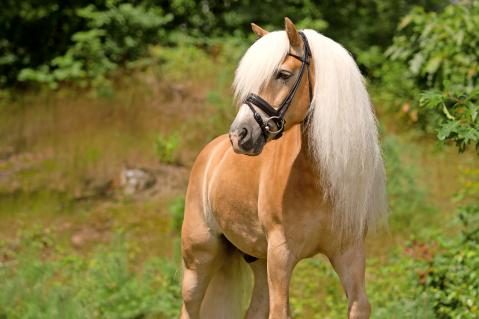 Haflinger Pferderassen Schweiz