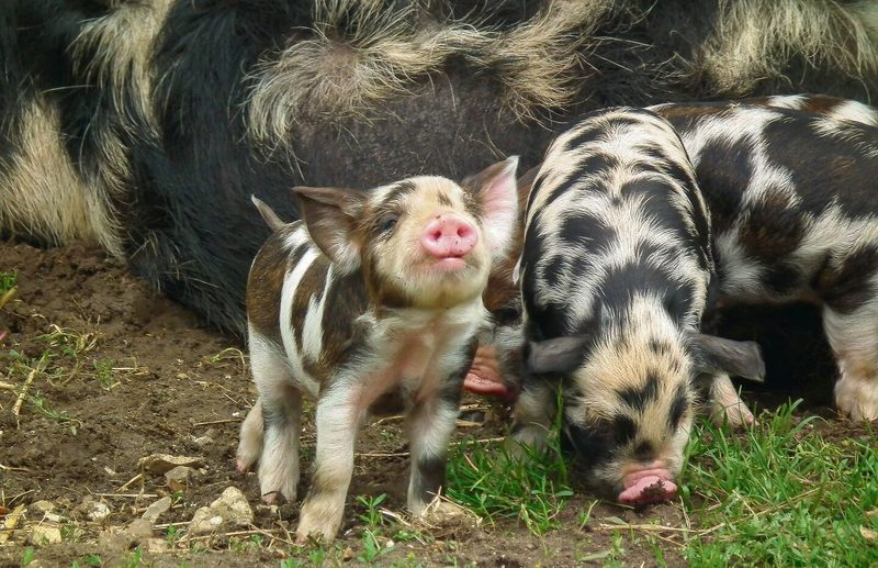 Das gefleckte Fell ist typisch für die Schweinerasse.