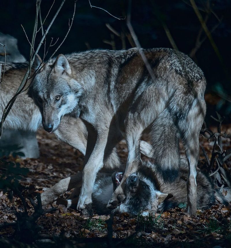 Scharfe Augen und ausgezeichnetes Gehör: Der Wolf ist auch nach Sonnenuntergang ein exzellenter Jäger.