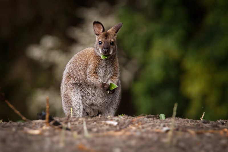 Auf dem Overland Track durch die Tasmanische Wildnis