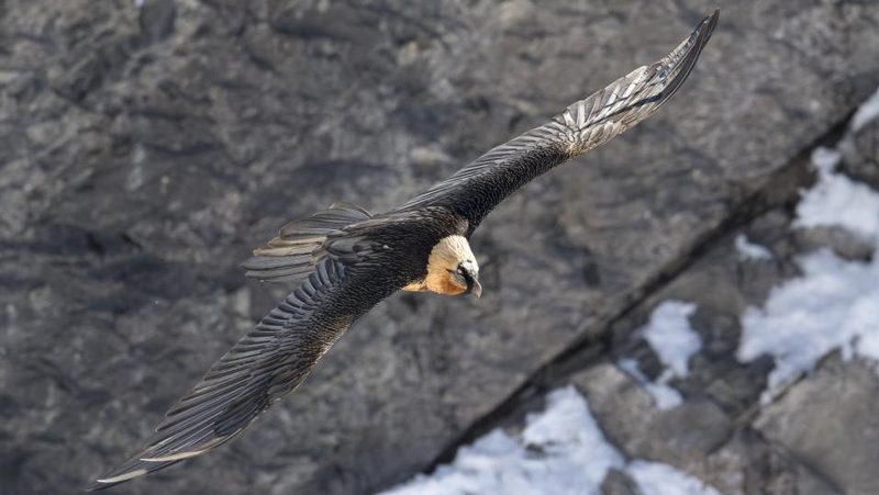 Bartgeier im Segelflug
