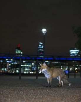 Fuchs steht in der Stadt vor Hochhäusern
